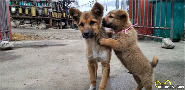 中国的本土犬种有哪些？认识10种以上的算你牛，看完又涨见识了