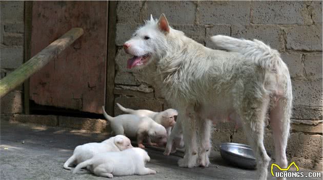 中国的本土犬种有哪些？认识10种以上的算你牛，看完又涨见识了