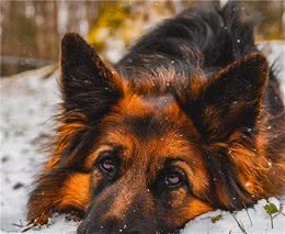 温柔德牧作为服务犬每天都开心帮人，直到遇见它，受不住了