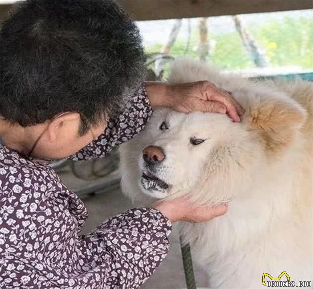 狗狗把雕塑当成真人，静静在一旁看它吃雪糕，狗：我都流水口了