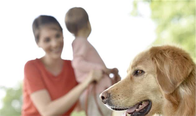 养金毛犬的几条建议，主人做好了，狗狗会更加健康