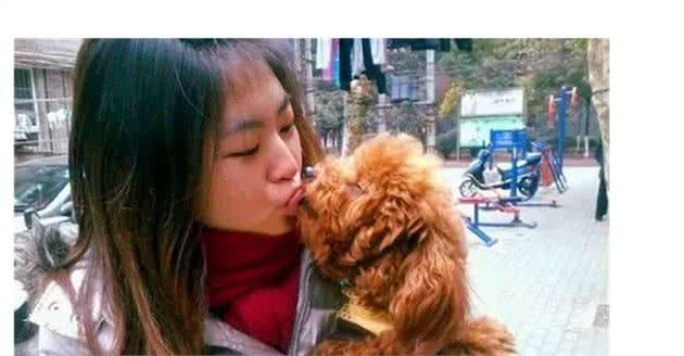 泰迪犬为何爱舔人？其实它想表达这些事情