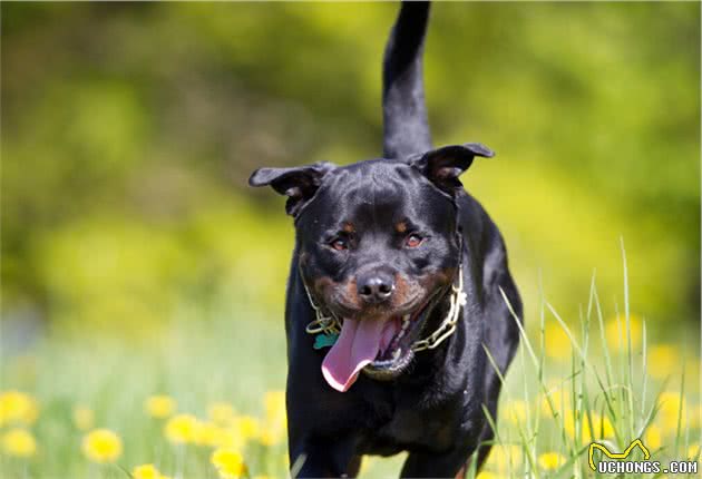 防暴武士罗威纳犬，你家养这样的狗吗？