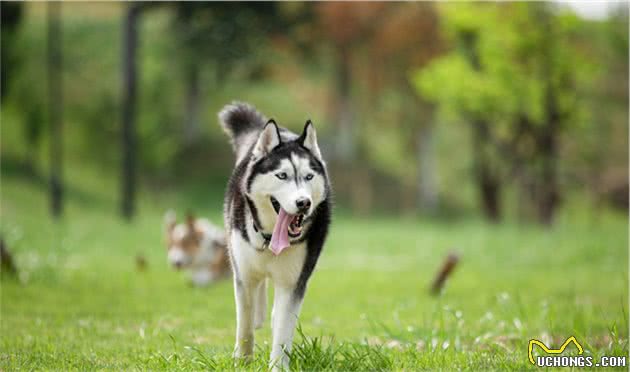 宠物多大被视为高龄犬？关于高龄犬的饮食健康，你知道多少？