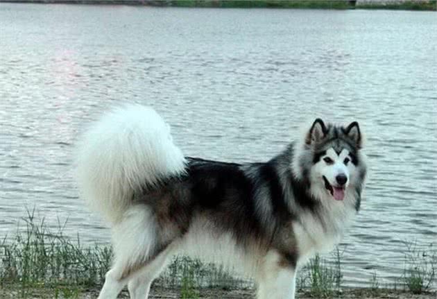 解读“阿拉斯加雪橇犬”，最古老的雪橇犬，天生气质让它与众不同