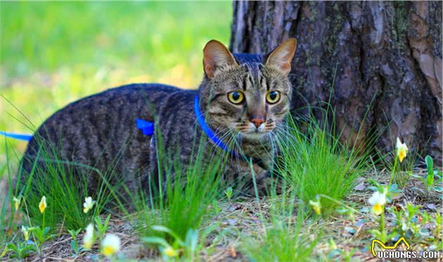 虎斑猫多少钱一只？怎么挑选虎斑猫