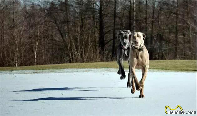 爱?训犬|你的狗狗在想什么？贰