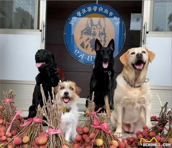 本是严肃的场面，却因几只警犬，让人感到温馨又敬重