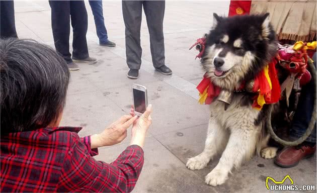 害怕狗狗丢失活被偷，主人要做好5件事情，让狗狗乖乖呆在身边