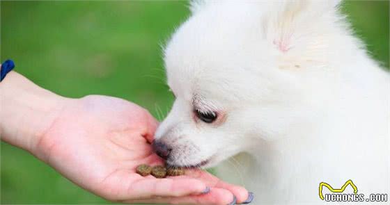 狗狗护食严重怎么办？6个步骤教你解决狗狗护食行为