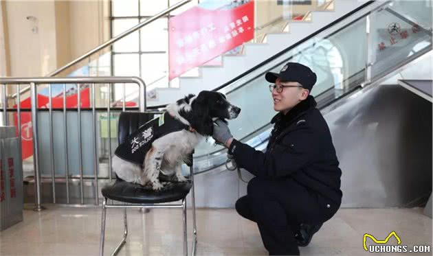 “汪”者荣耀！“奶凶”警犬养成记