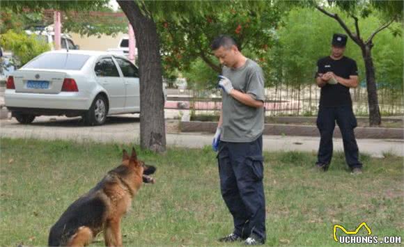 “汪”者荣耀！“奶凶”警犬养成记