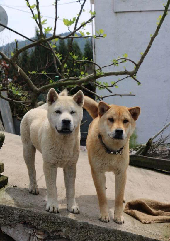 这些狗狗都是土生土长的中国犬！有的风靡世界有的濒临灭绝