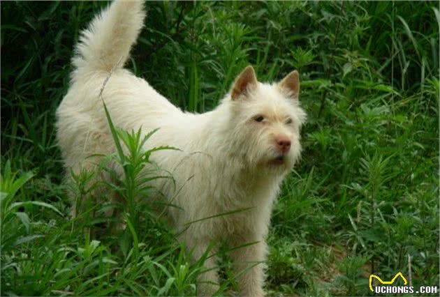 这些狗狗都是土生土长的中国犬！有的风靡世界有的濒临灭绝