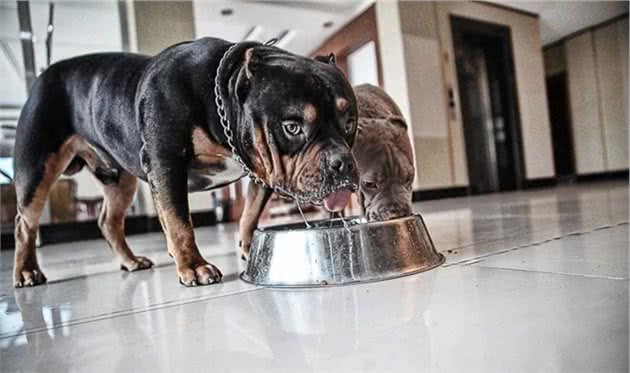 辟谣，狗狗能吃是福？铲屎官需合理控制爱犬饮食，避免暴食危害