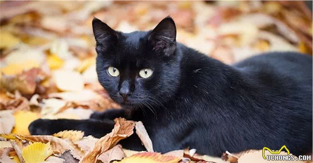 黑色的猫不要随便养，一旦养了，夜晚就像在体验恐怖片