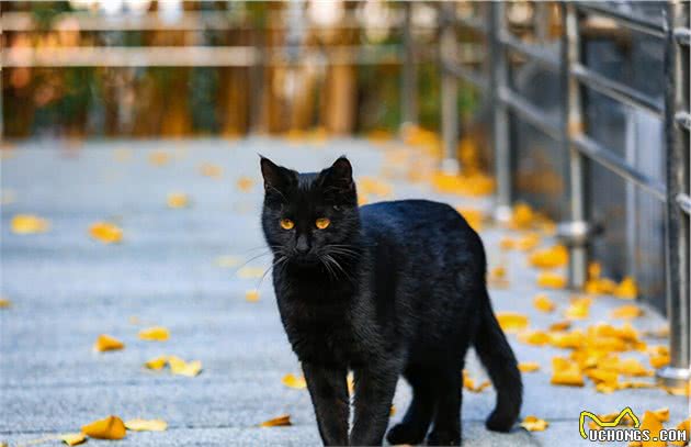 黑色的猫不要随便养，一旦养了，夜晚就像在体验恐怖片