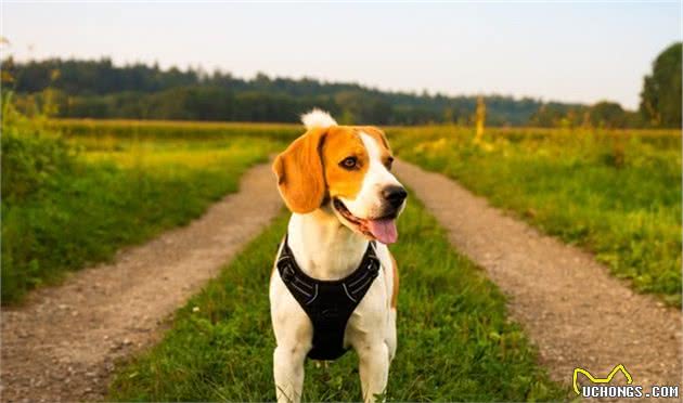 最喜欢的犬种会和您的性格有关