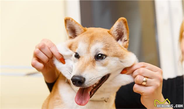 最喜欢的犬种会和您的性格有关