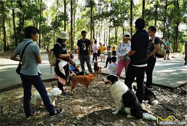 广州带狗爬山聚会，训犬师领队！主人：开始有点做主人的感觉