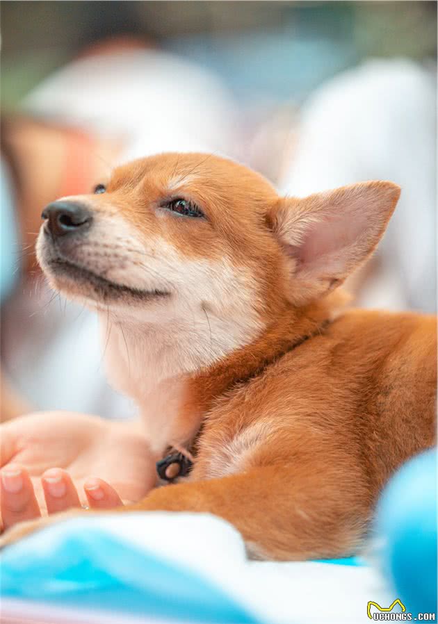 狗狗怀孕几个月生小狗，狗狗怀孕到分娩的过程你需要知道这些