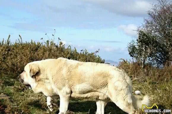 这个冷门犬种仍在西班牙山区牧羊，这种外貌它真的比藏獒还凶猛吗