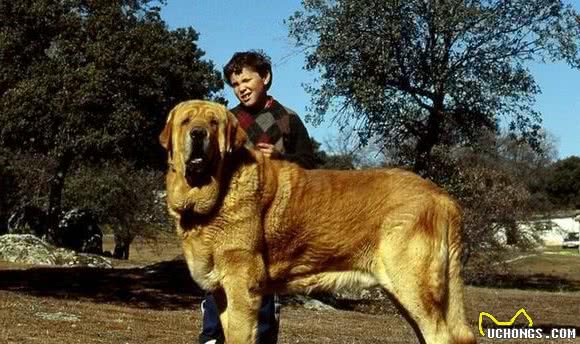 这个冷门犬种仍在西班牙山区牧羊，这种外貌它真的比藏獒还凶猛吗