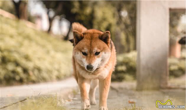 挑幼犬的六个小窍门！帮您挑选健康的狗狗