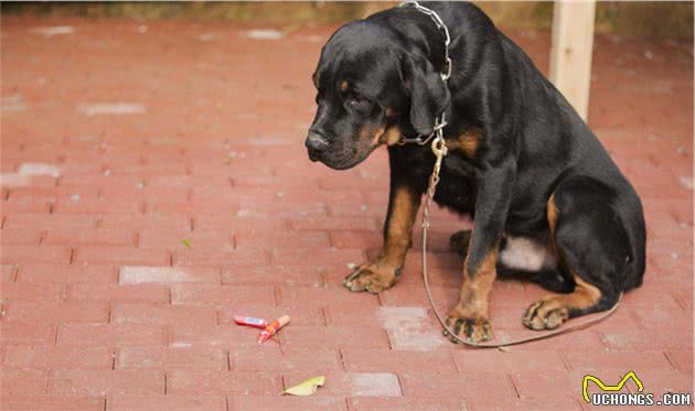 训犬本质并非暴力，教育时要注意这三个部位，粗暴行为将误伤爱犬