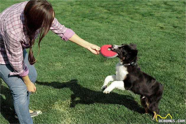 训犬本质并非暴力，教育时要注意这三个部位，粗暴行为将误伤爱犬