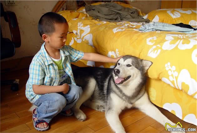 训犬本质并非暴力，教育时要注意这三个部位，粗暴行为将误伤爱犬