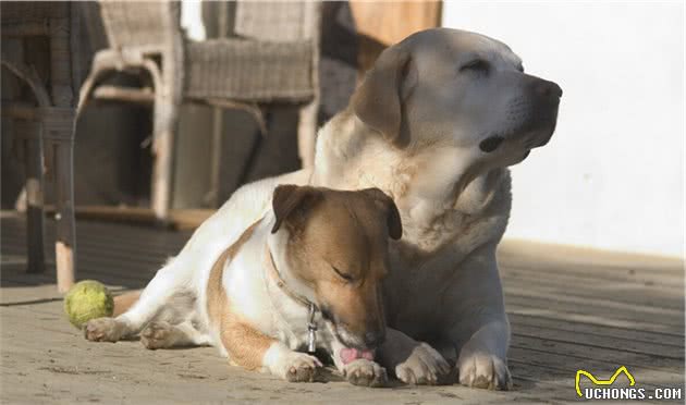 经验分享：如何养好一只拉布拉多犬