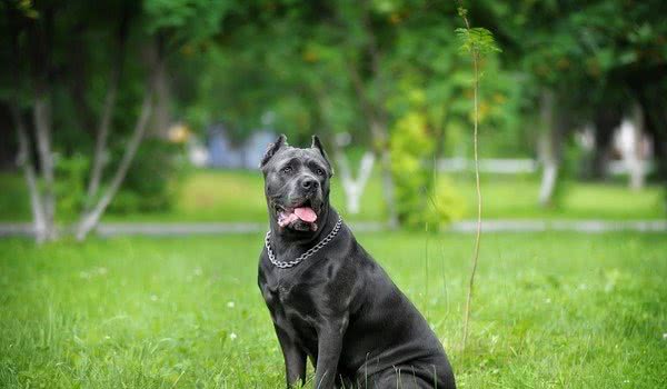 这两种犬，被誉为“护卫犬中的大小罗”，猛犬中的柔情铁汉