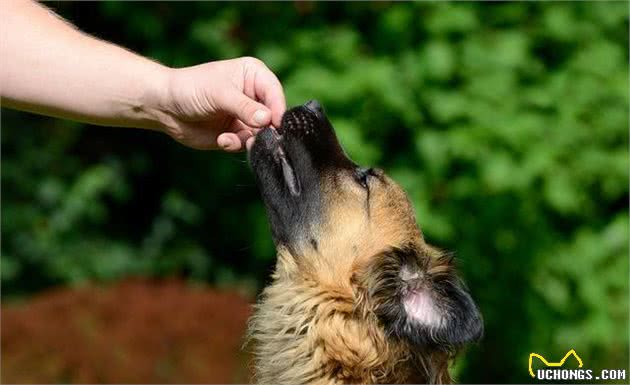 狗狗其实能听懂人话，但要想狗狗听话，主人训犬得用对方法