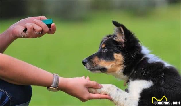 狗狗其实能听懂人话，但要想狗狗听话，主人训犬得用对方法