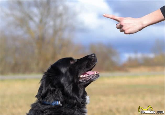 狗狗其实能听懂人话，但要想狗狗听话，主人训犬得用对方法