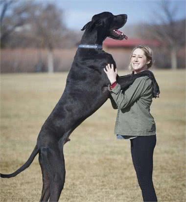 巨型的绅士，犬中的贵族