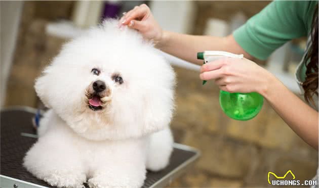 很多人不知道，其实养比熊犬比泰迪犬要好