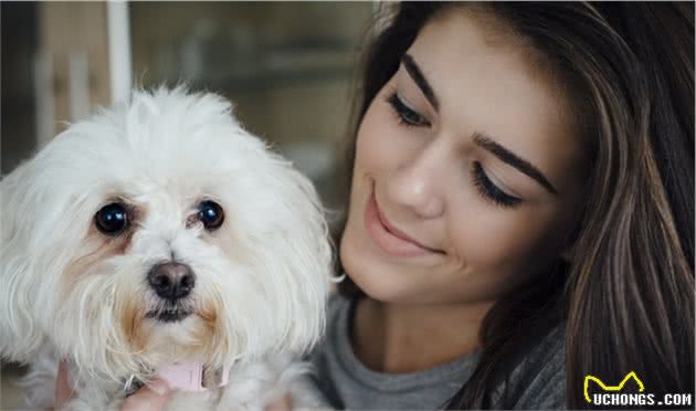 很多人不知道，其实养比熊犬比泰迪犬要好