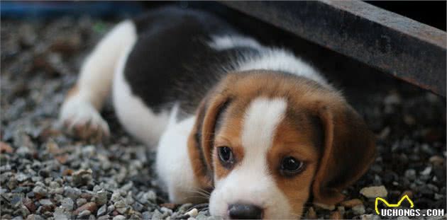 比格犬有几种颜色如何挑选纯种比格犬为什么黑色是最好的