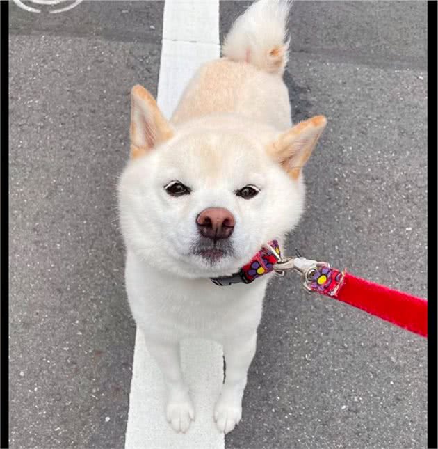 柴犬没玩够不想回家，就站在原地不动脸都拉变形了，好倔强的脾气