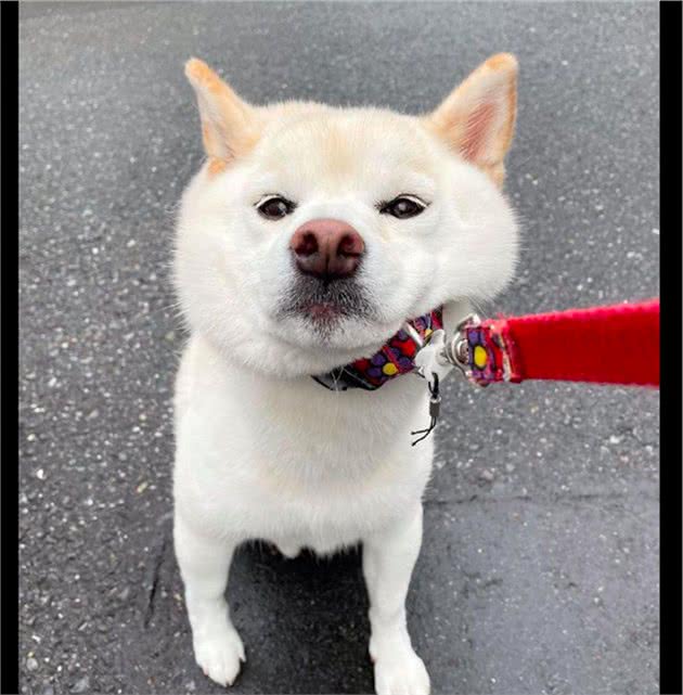 柴犬没玩够不想回家，就站在原地不动脸都拉变形了，好倔强的脾气