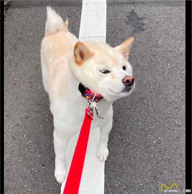 柴犬没玩够不想回家，就站在原地不动脸都拉变形了，好倔强的脾气