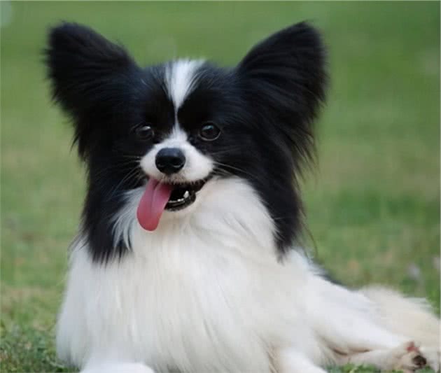 寻根问祖系列（8）：蝴蝶犬（Papillon）