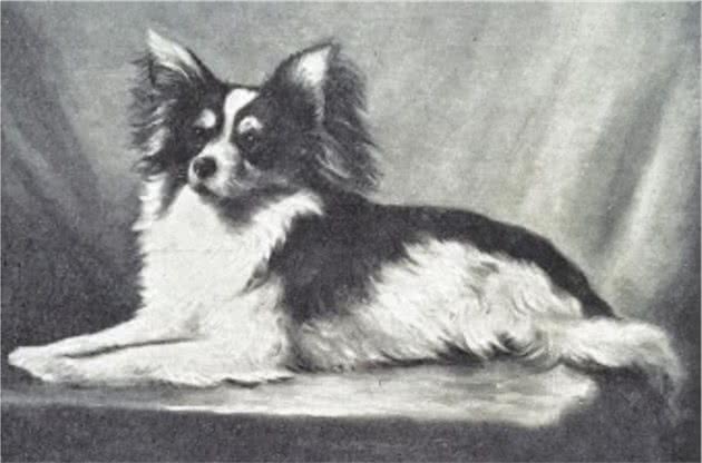 寻根问祖系列（8）：蝴蝶犬（Papillon）