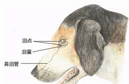 狗狗有泪痕是什么原因？该怎么办？