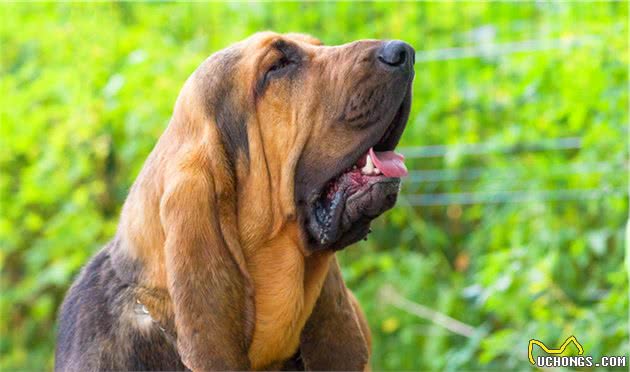 十种平均寿命较短的犬种，想要它们陪主人更久，恐怕它们也做不到