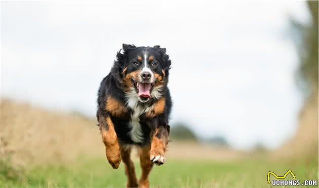 十种平均寿命较短的犬种，想要它们陪主人更久，恐怕它们也做不到