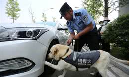 33万买一只淘汰警犬，背后不为人知的秘密