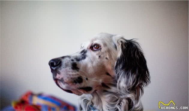 如果在草丛里见到这只英格兰赛特犬，我怕是要把它当做恐怖怪物了